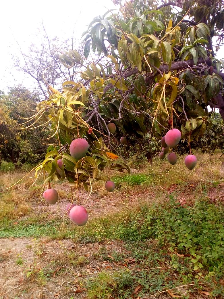 Peruvian Fresh Products - Mangos 5.jpg