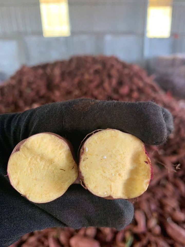 Yellow_JP_Sweet_Potatoes_KL_vang_1.jpg