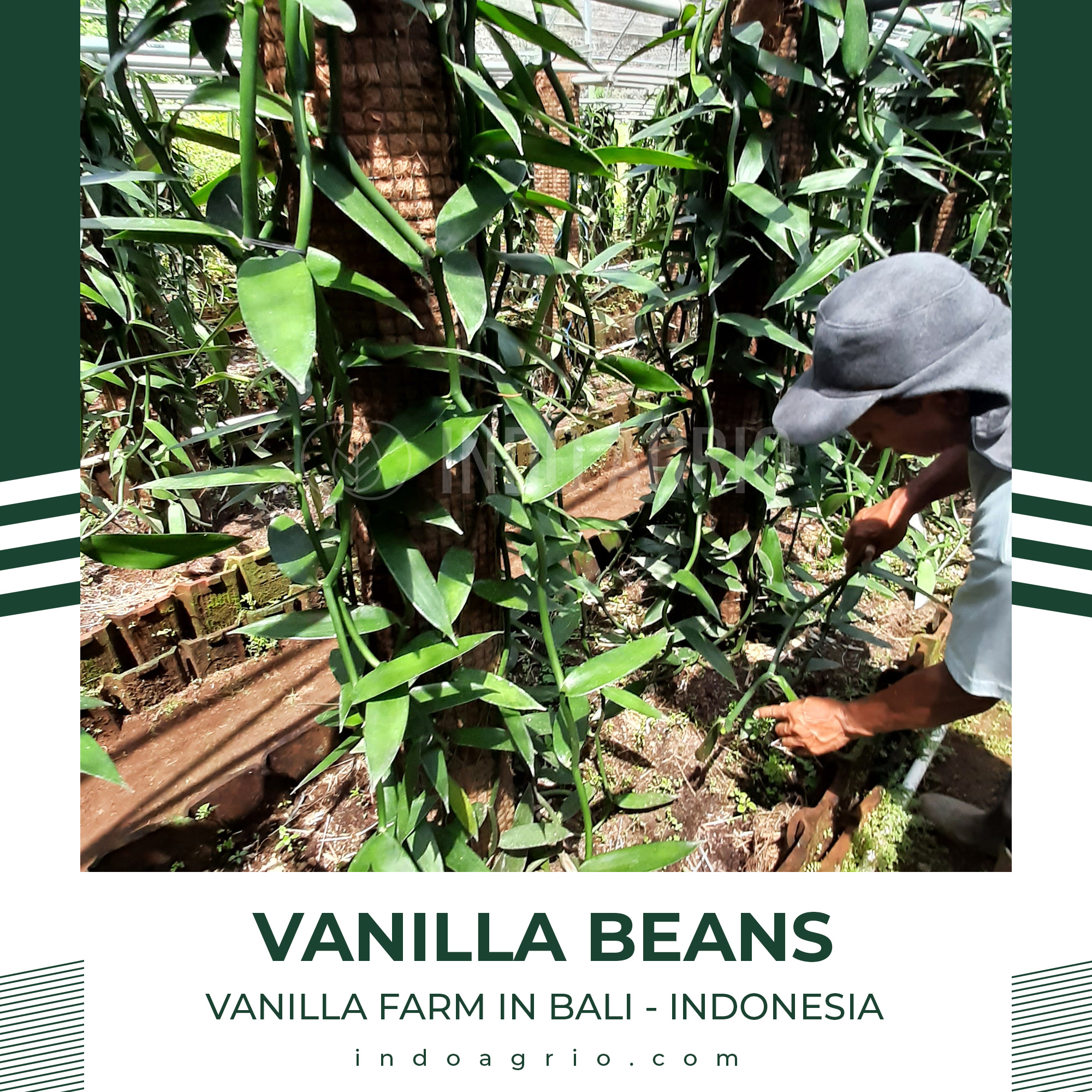 LINKEDIN-POST-VANILLA-BEANS-FARM.jpg