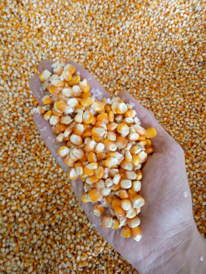 Dried Corn.jpeg