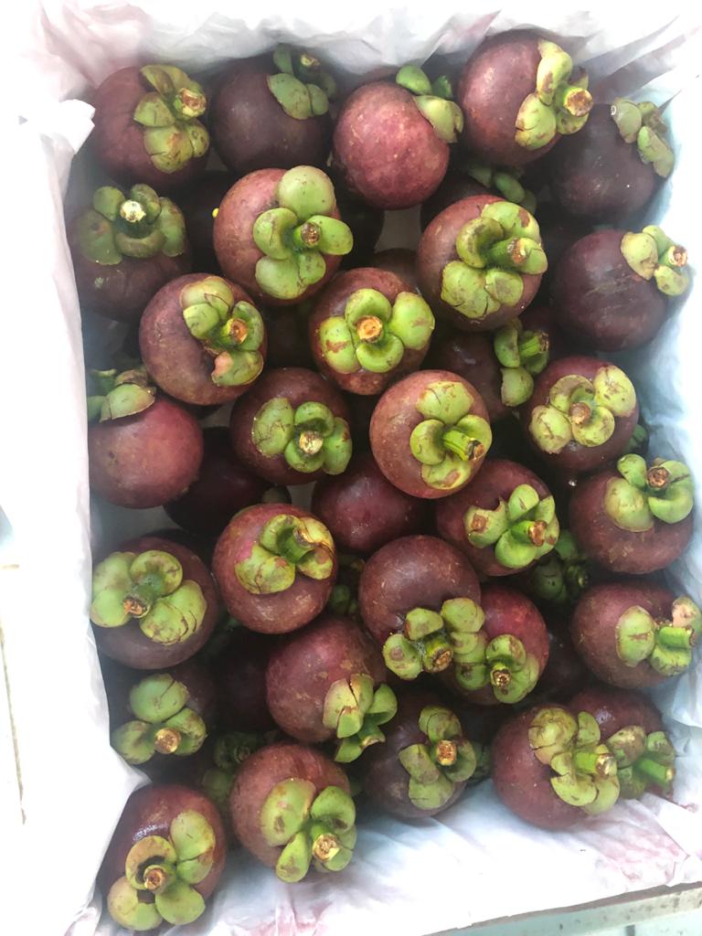 10_Mangosteen_6A.jpeg