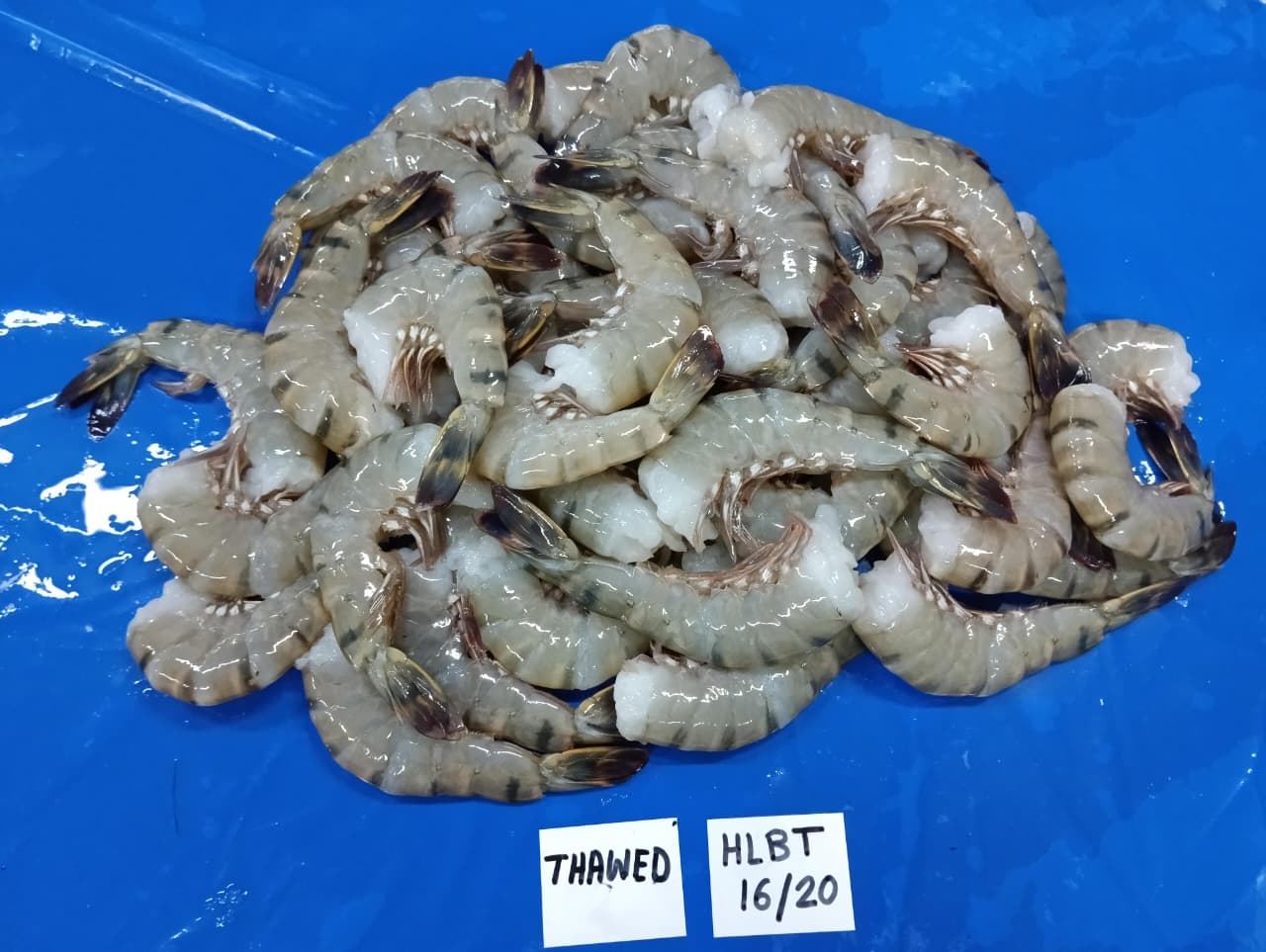 WhatsApp Image 2025-11-19 at 4.40.02 PM (2).jpeg