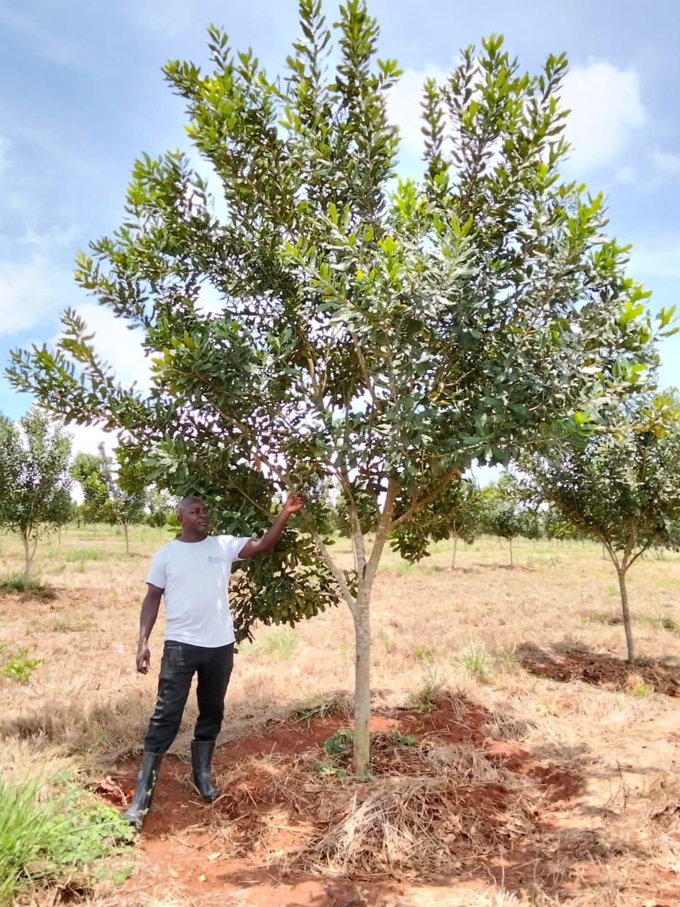 Growing Premium Macadamia with Purpose and Precision