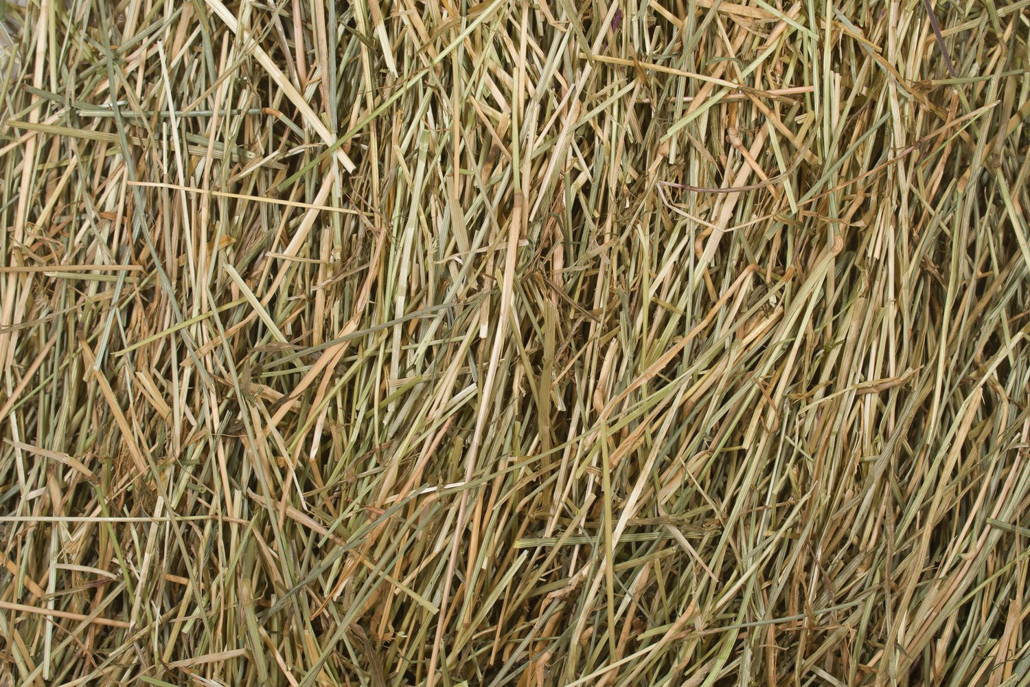 Rye Grass Hay.jpg