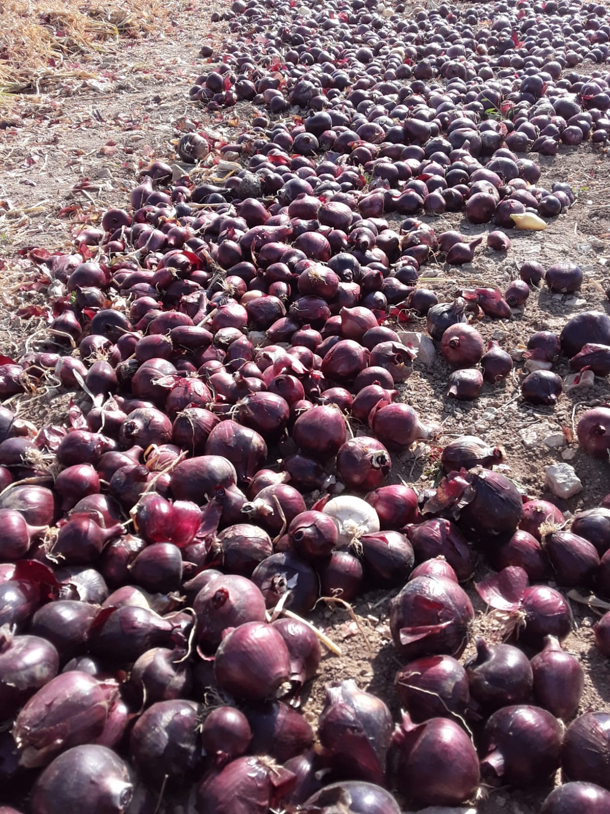 red onion.jpg