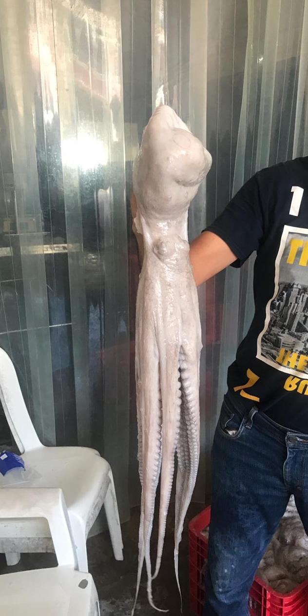 WhatsApp Image 2019-11-01 at 1.31.08 PM.jpeg