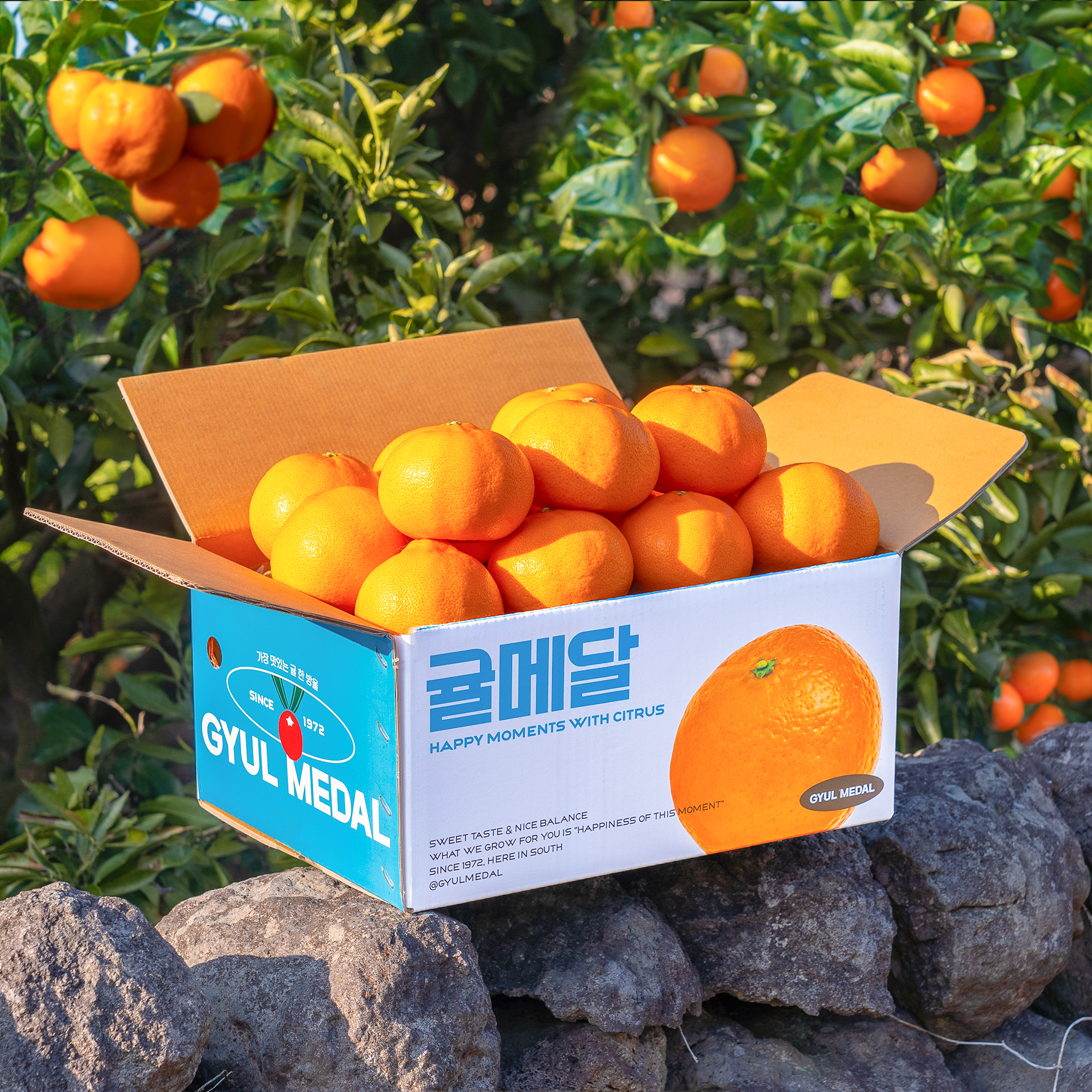 천혜향 상자 2.jpg