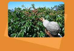 Indochine Estates Coffee - Coffee