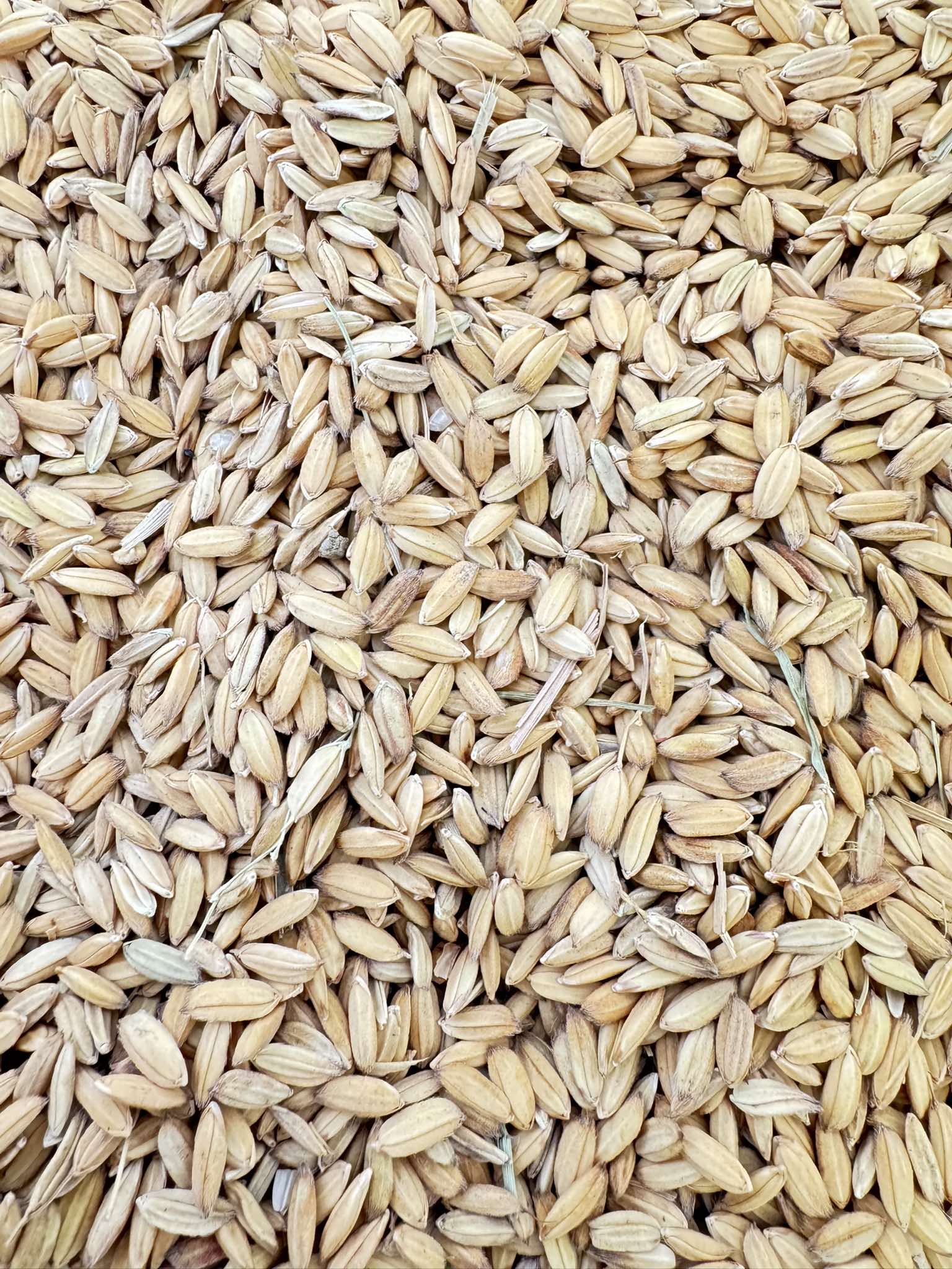 465749599_1088668775921602_2516847183633825066_n (1).jpg