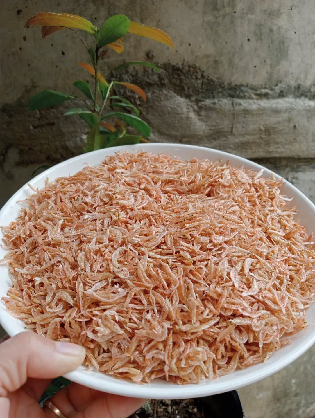 baby shrimp6.jpg