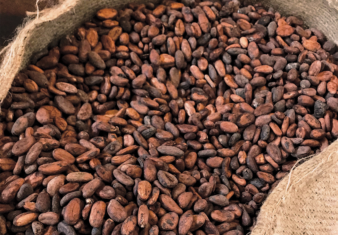 Cocoa3.jpg
