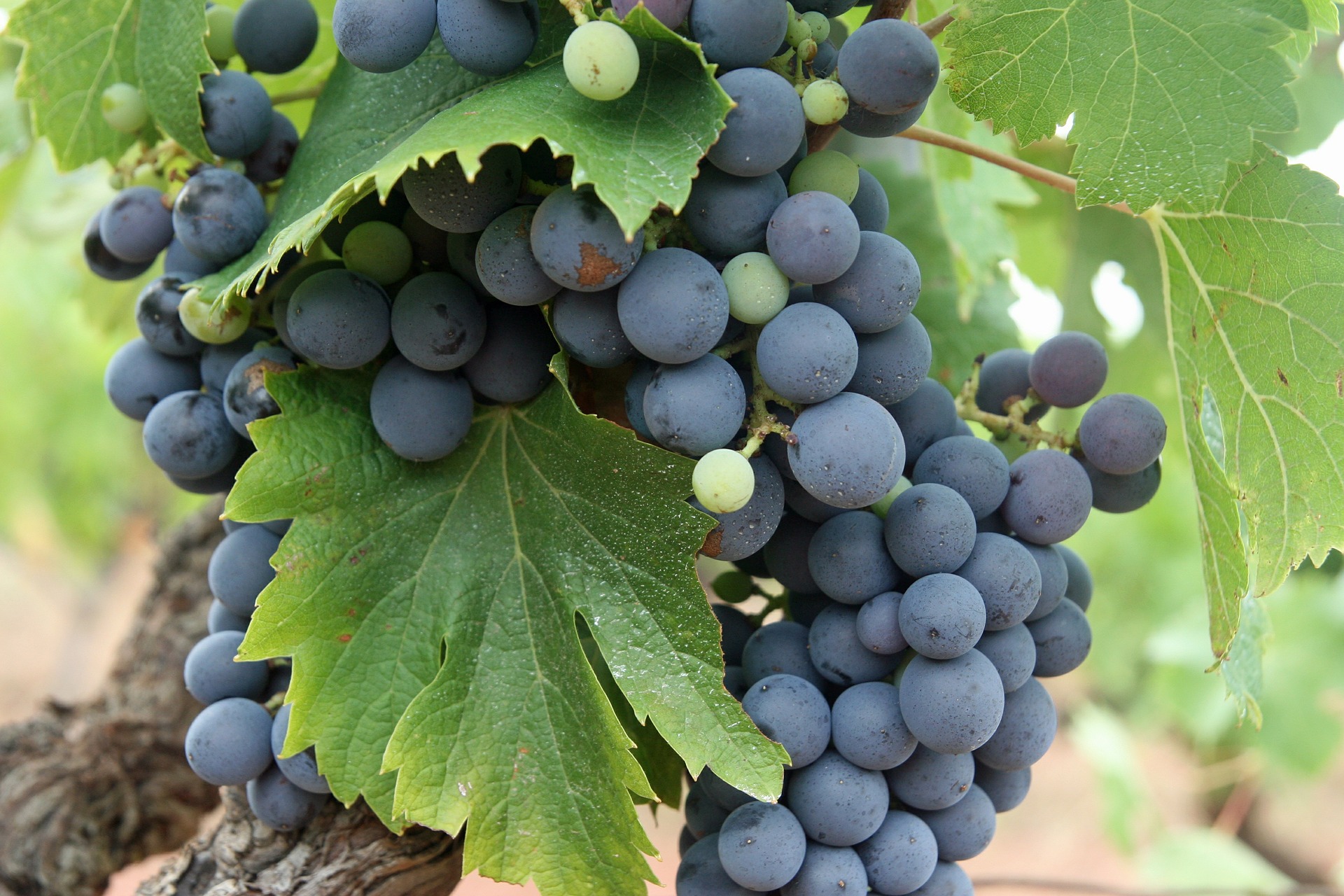 grapes-522007_1920.jpg