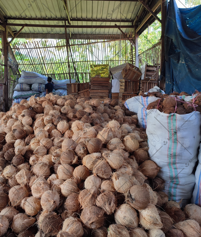 semi-husked-coconut-img-04.png