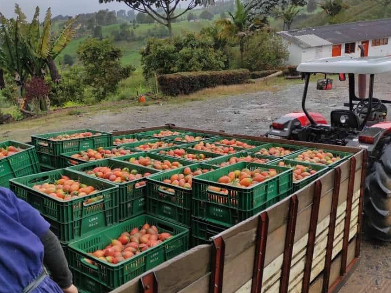 3-Sorting-and-Processing-FoodsMas-Fresh-Tamarillo-Colombia.jpg