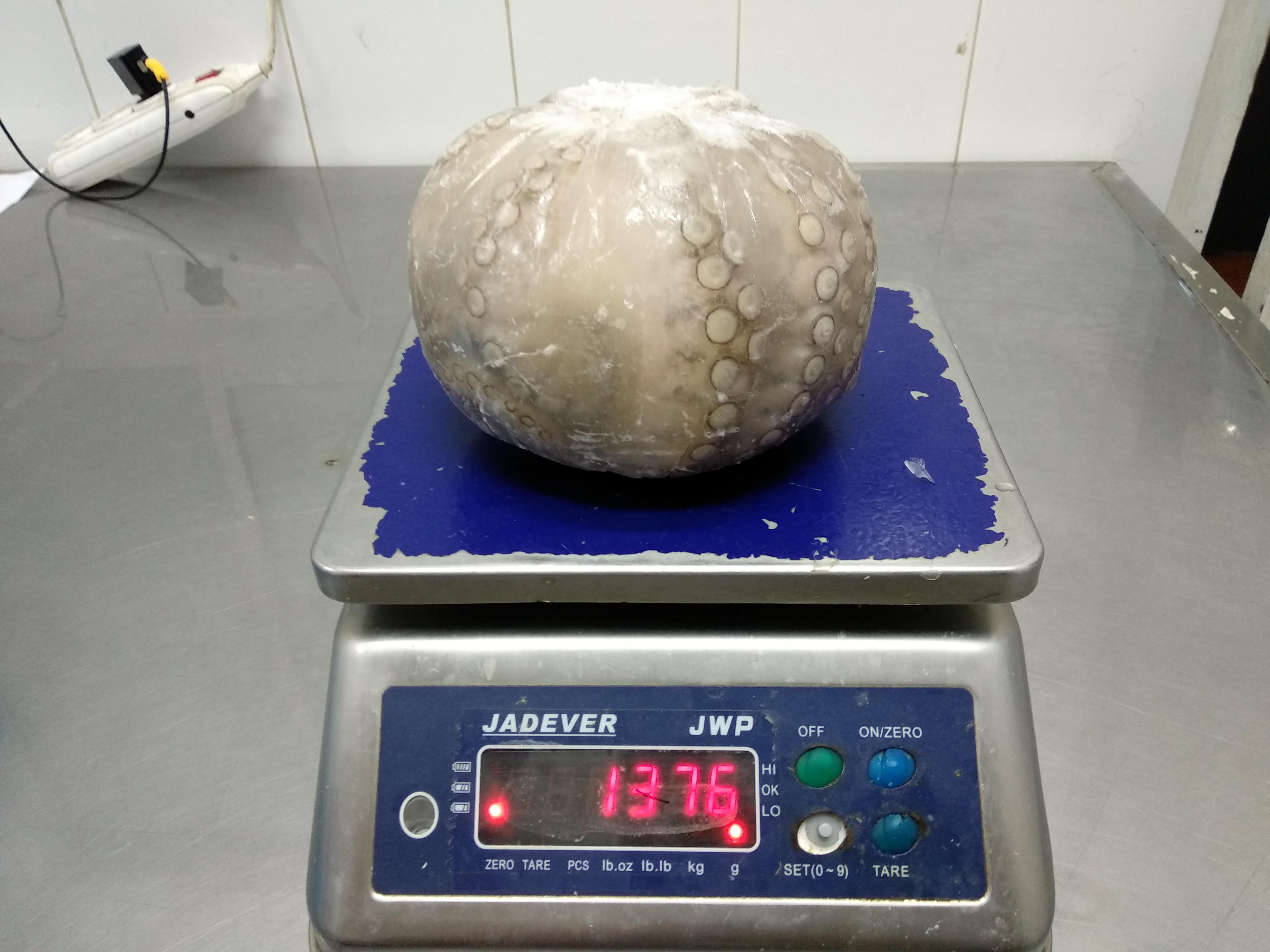 Octopus Ball _Glazed.jpg