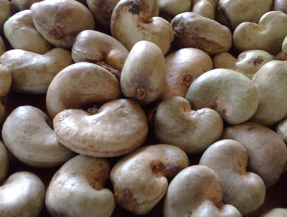 raw cashewnut.jpg