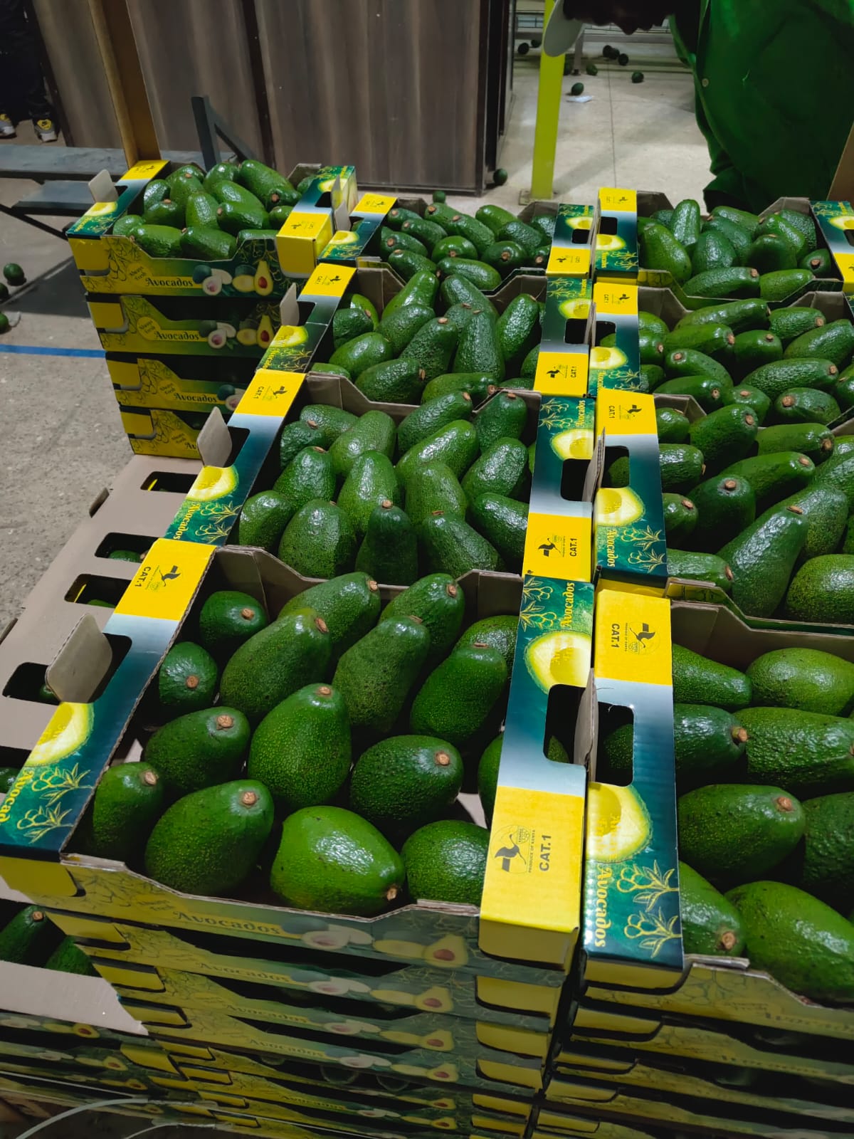 Avocado_Mulb_Grow_kenya#kodra-export_2.JPG