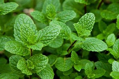 .trashed-1734275439-local_mint.jpeg