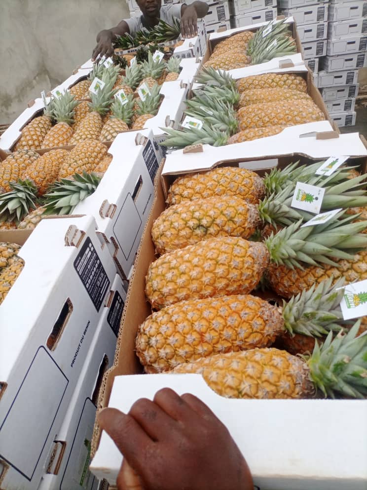 Ananas-Pain de Sucre-Fam#kodra-export 6.JPG