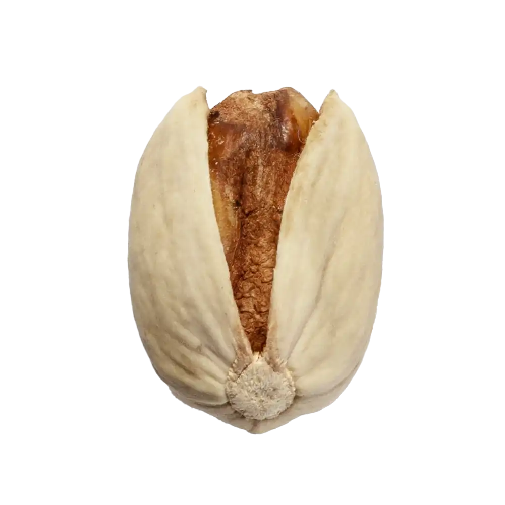 Fandoqi_1.webp