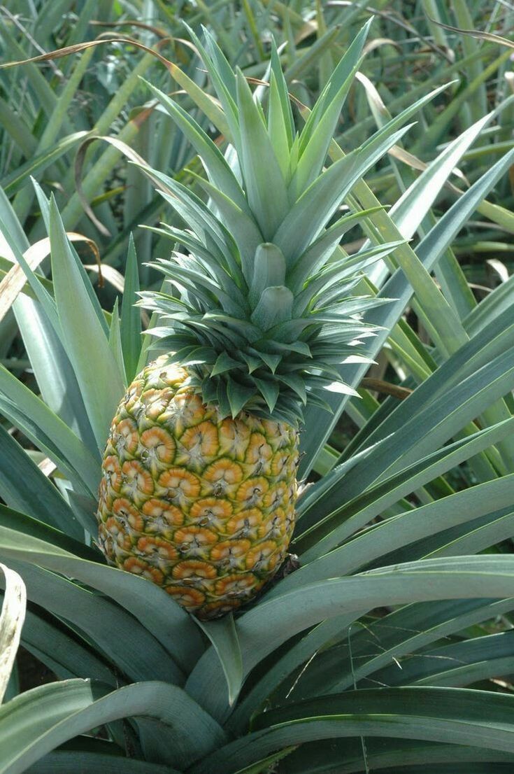 Pineapple in the field.jpg