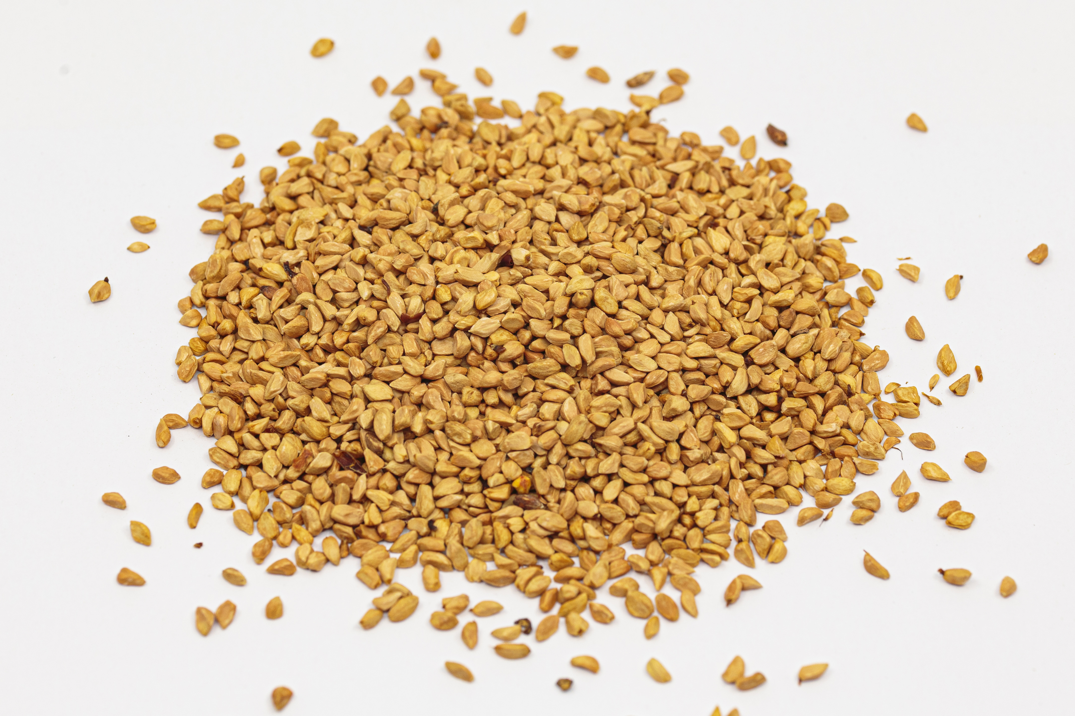 Koštice šipka - Rosehip seeds - Hagebuttekerne.jpg