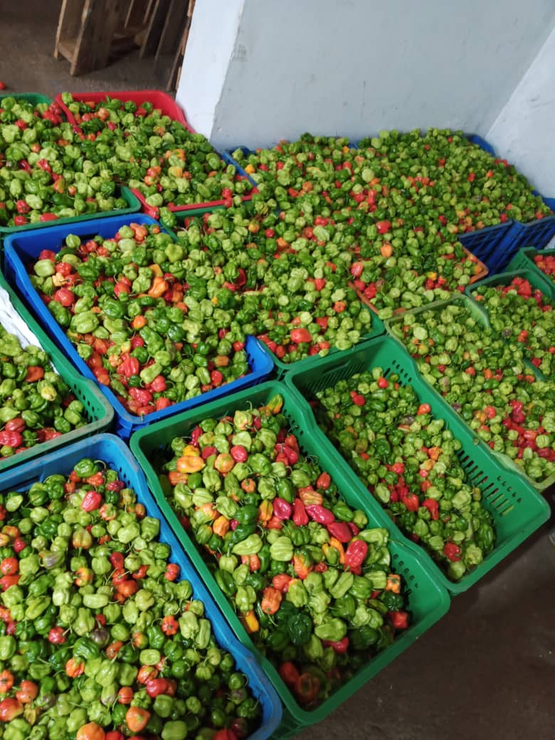 Piment_habanero_ouganda_jona#kodra-export_4.JPG