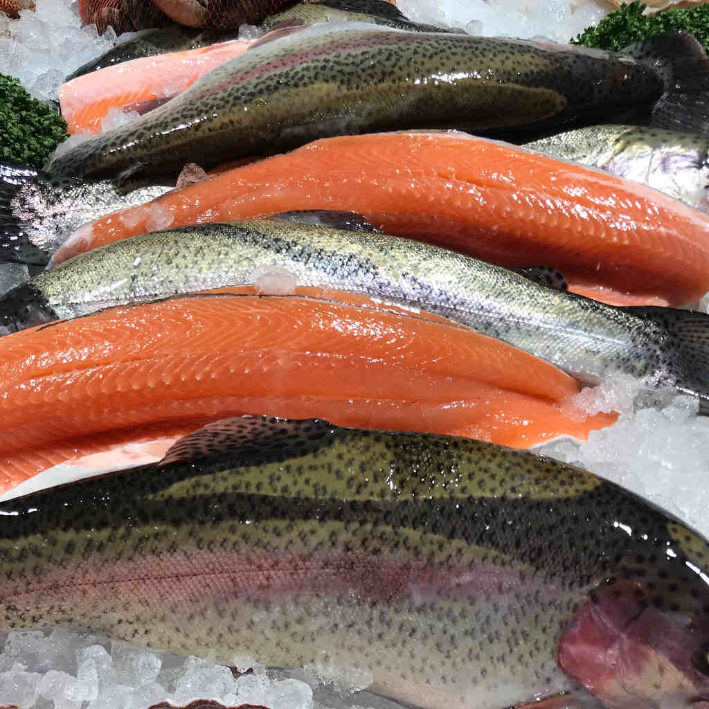 rainbow-trout.jpg