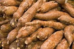 cassava-root-tapioca-root-250x250.jpg