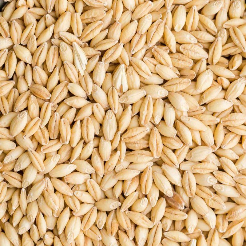 barley-2-800x800.jpg