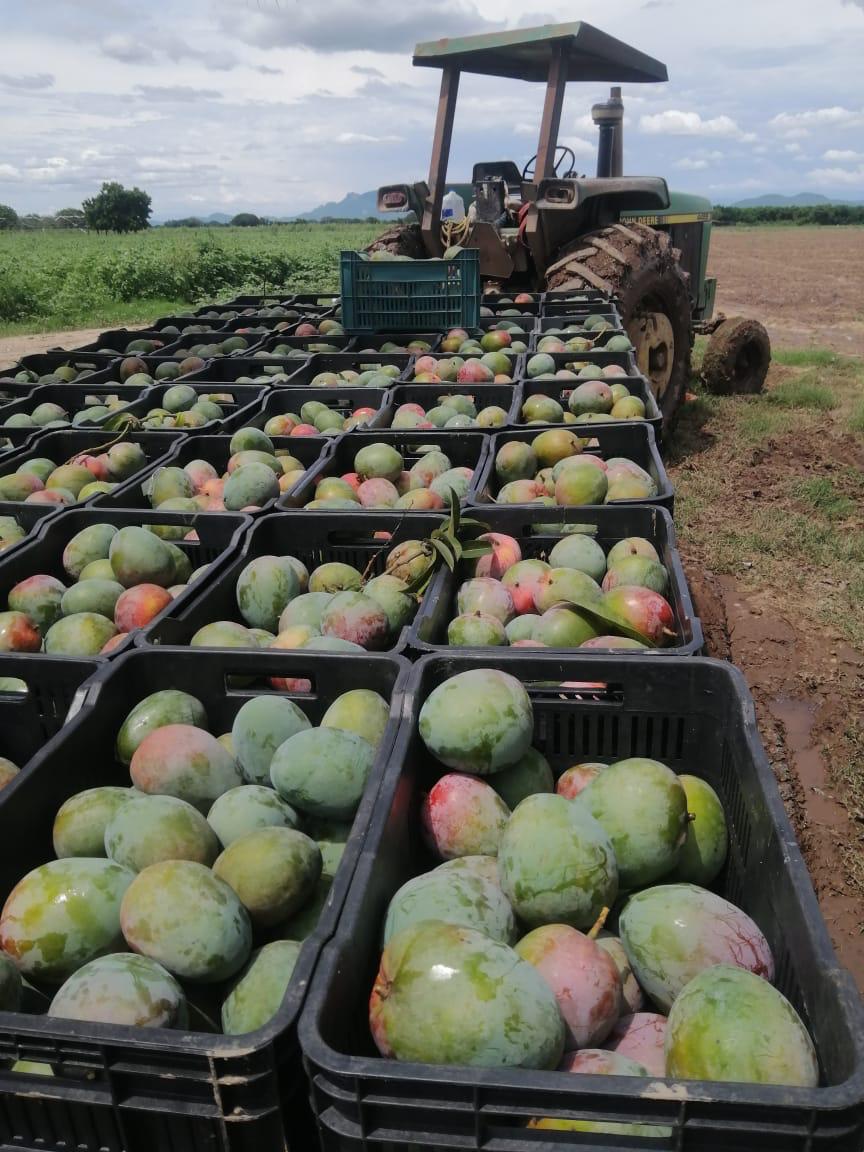 camion mango.jpg