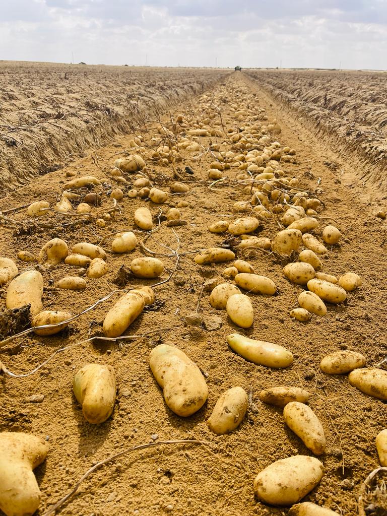 SelectGreens Spunta potatoes 3.jpg