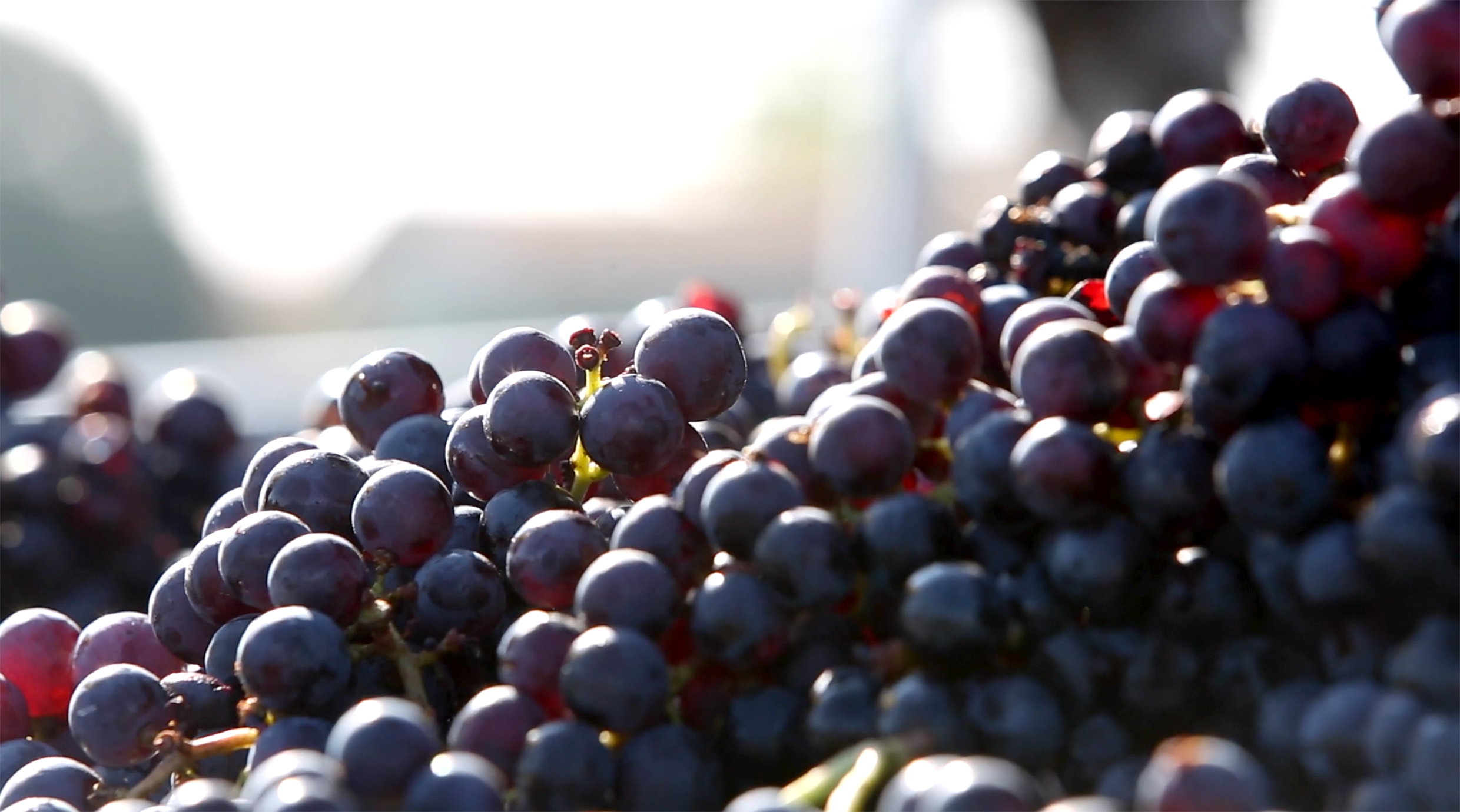 ChâteauMoutin redGrapes.jpg