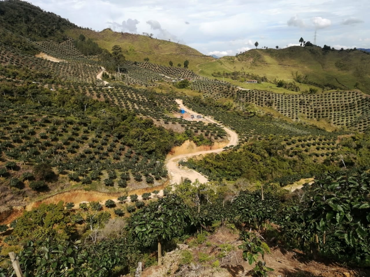 1-Farming-Fresh-Tamarillo-Colombia.jpg