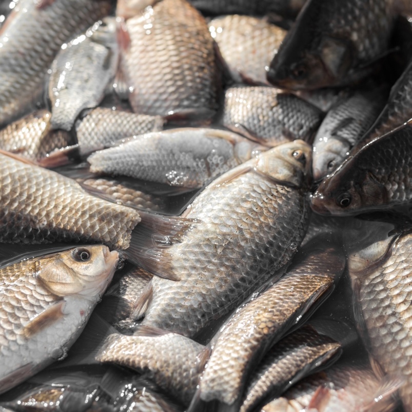 Fresh & Frozen High quality Asia Carp fish.jpg