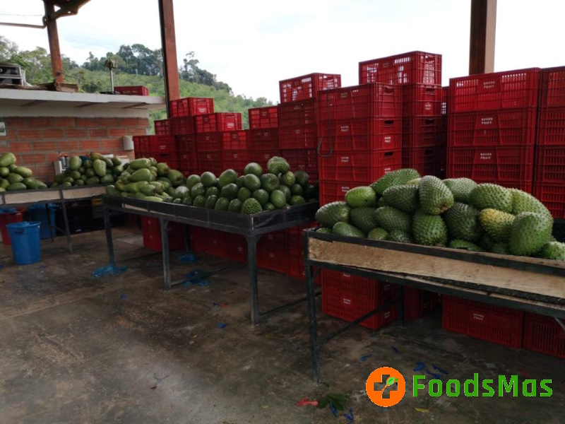 3-Sorting-and-Processing-FoodsMas-Fresh-Soursop-Colombia.jpg