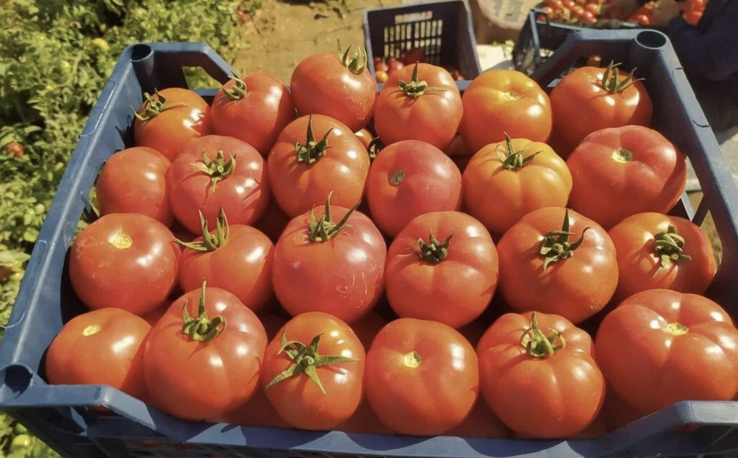 Egyptian Fresh Tomato.png