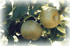 UMPQUA ORGANIC FARM