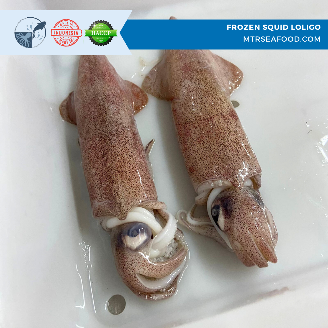 FROZEN SQUID LOLIGO IQF MTRSEAFOOD.COM.png