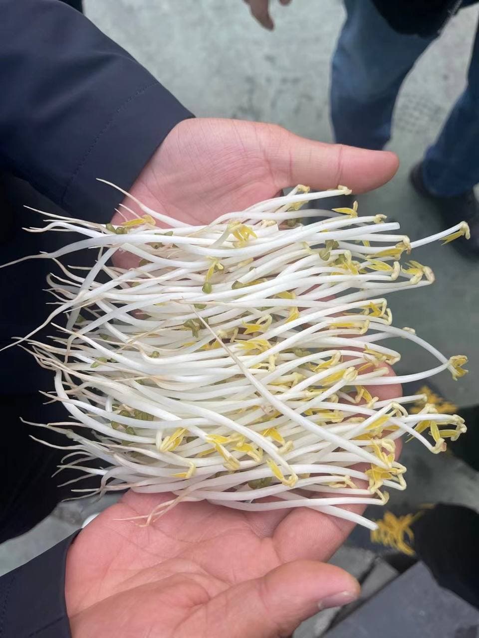 Sprouts 2.jpg