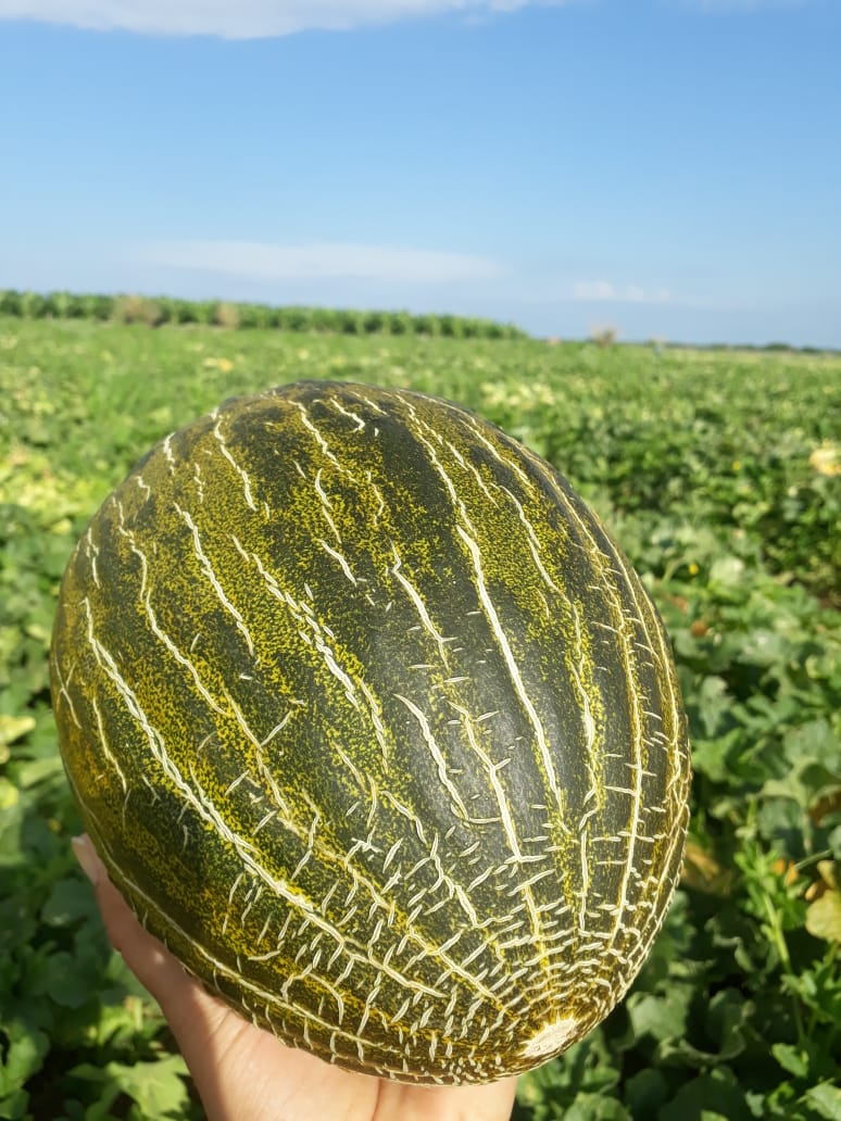 St Claus Melon 4.jpeg
