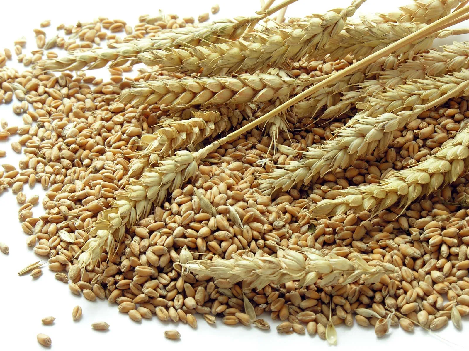 Heads-wheat-grains.webp