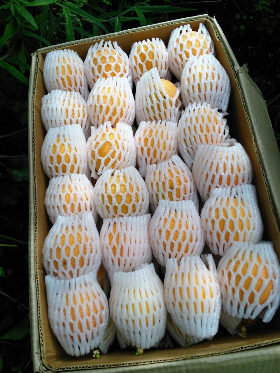 PASSION FRUIT (GRANADILLA).jpeg