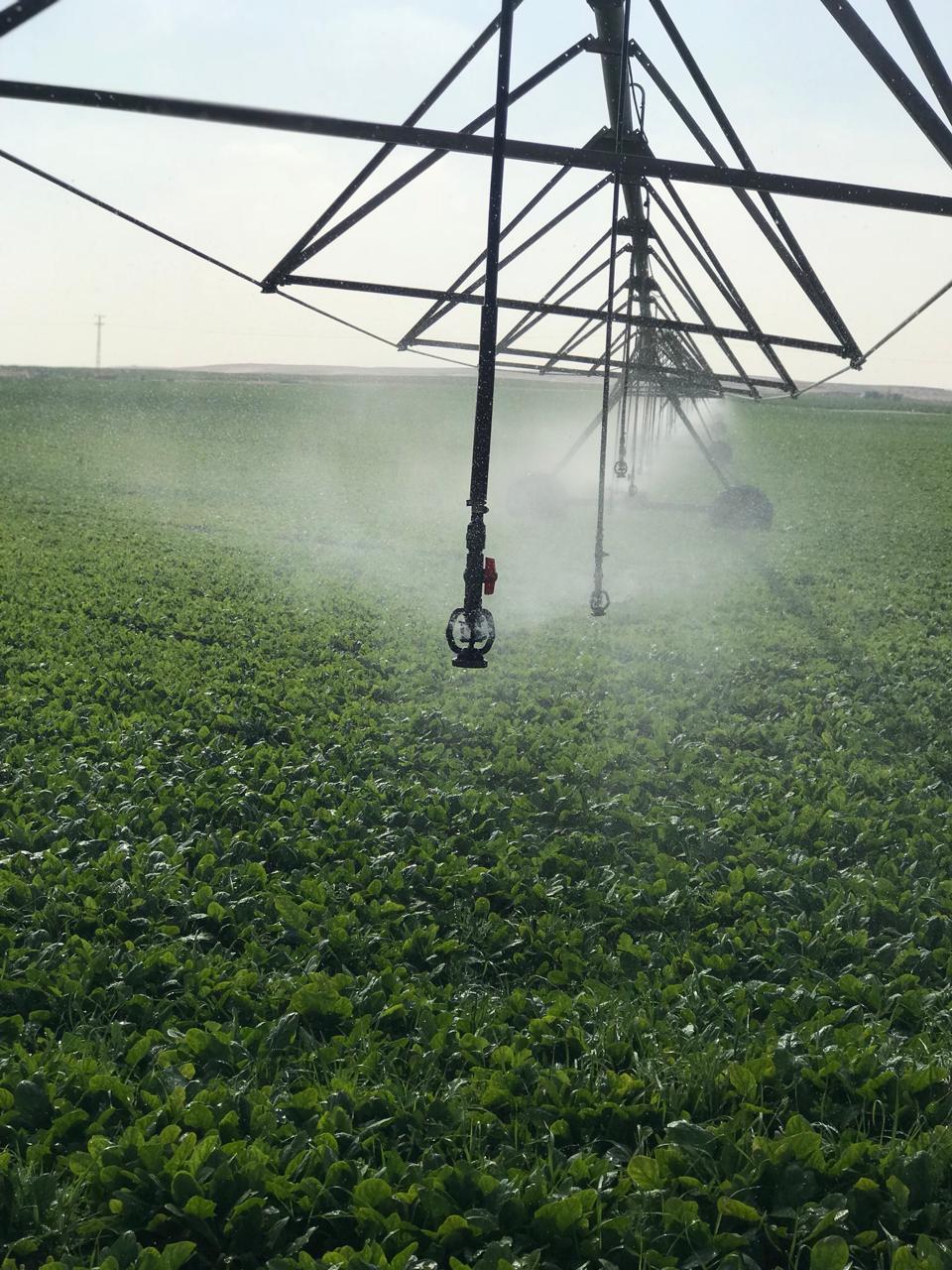 Spinach Pivot.jpeg