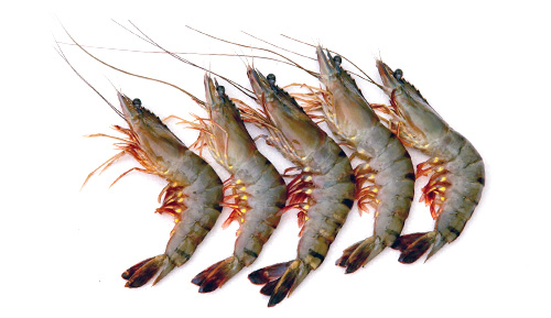 langostino-tigre.jpg