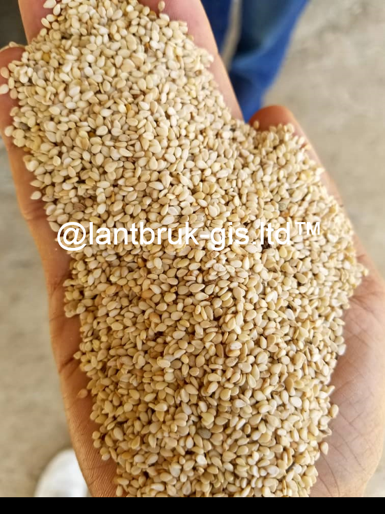Watermark637049221623783942.png