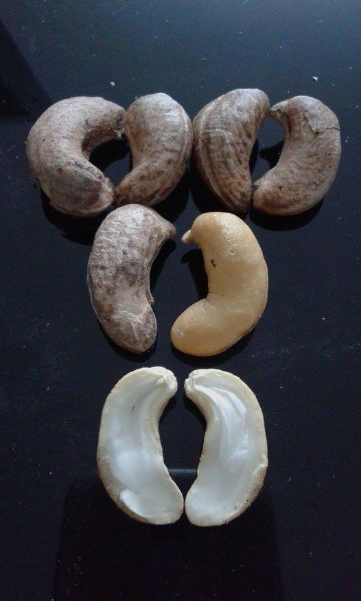 cashew nut.jpg