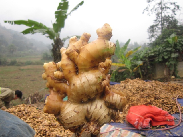 ginger-3.JPG