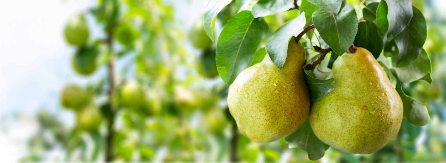 pear-1536x561.jpg