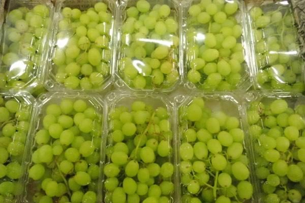 Sweet-Grapes-Egypt-Export-GreenAGro.jpg